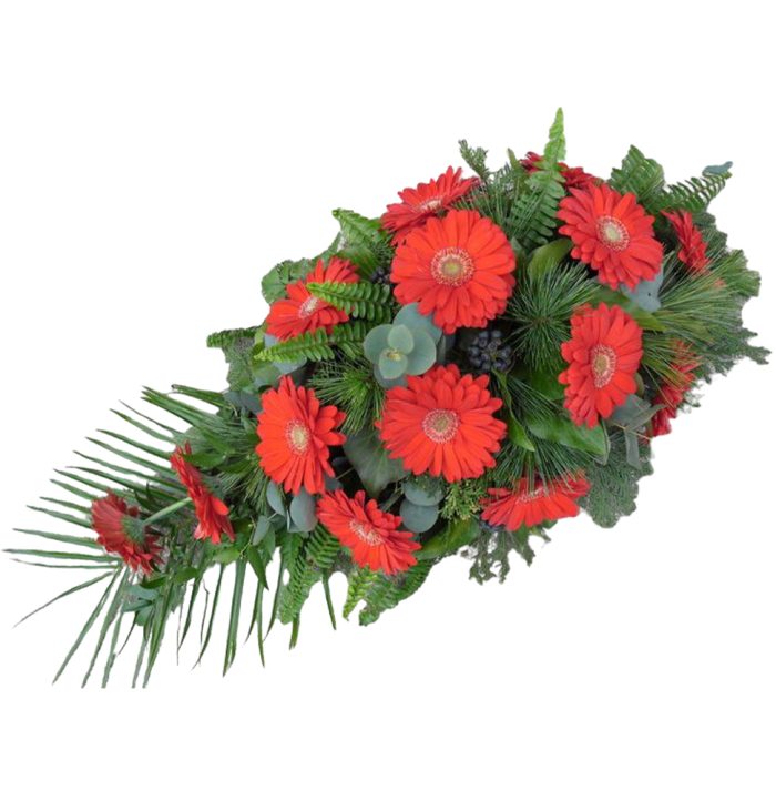 suza Crveni gerber